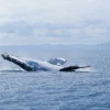 Ballena en las aguas de Samaná, capturada en un momento impresionante.