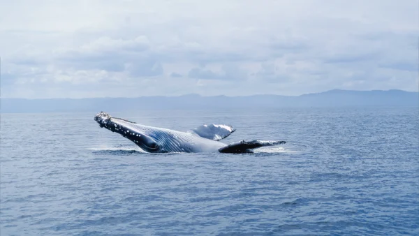Ballena en las aguas de Samaná, capturada en un momento impresionante.
