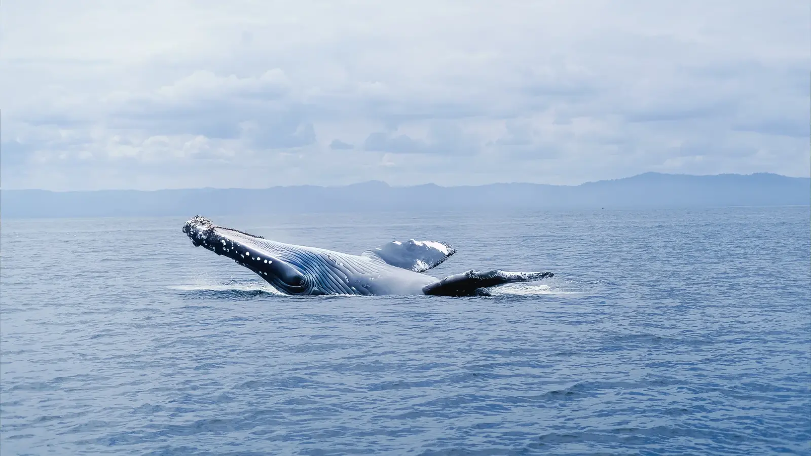 Ballena en las aguas de Samaná, capturada en un momento impresionante.